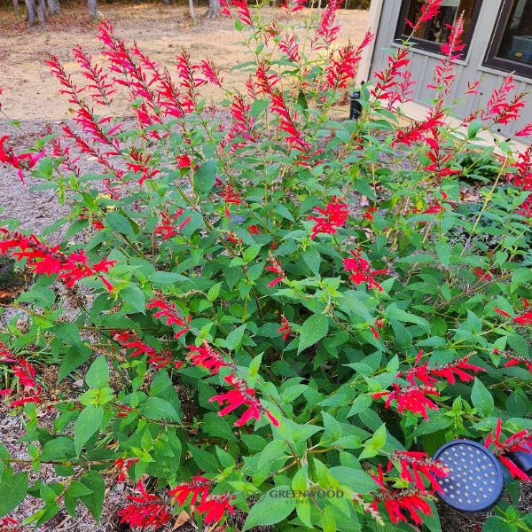 Pineapple Sage - Image 3