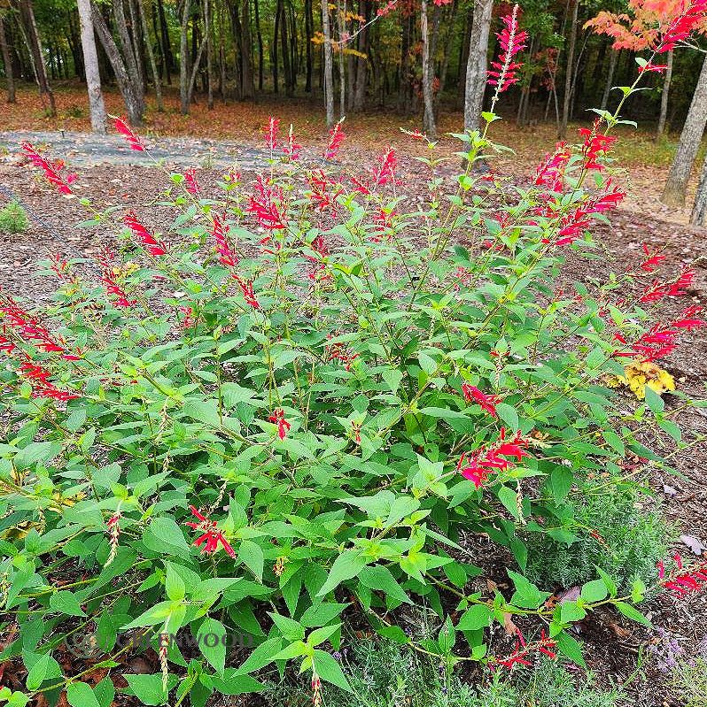 Pineapple Sage - Image 4