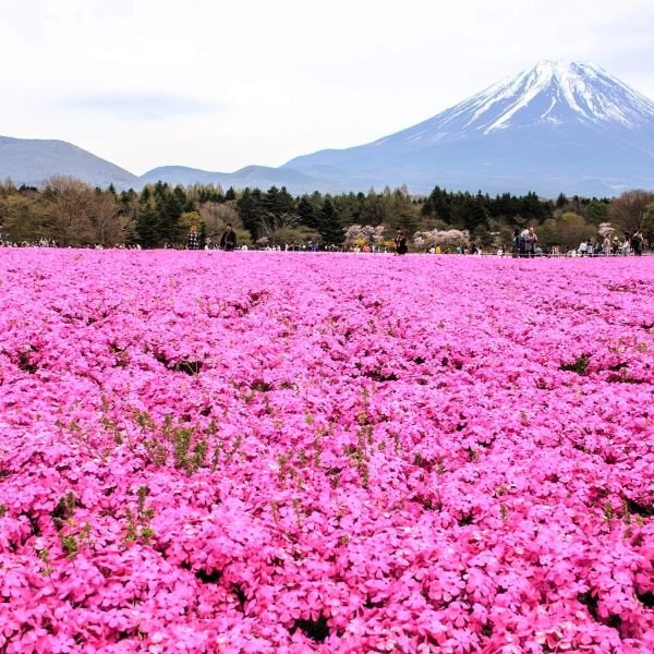 Pink Creeping Phlox - Image 3