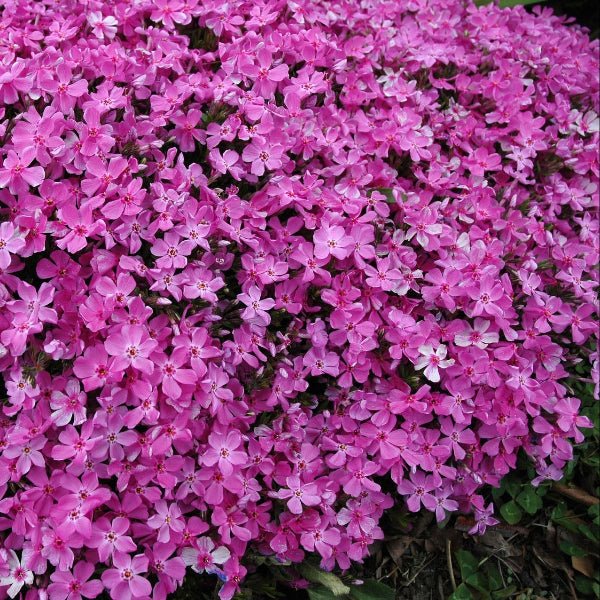 Pink Creeping Phlox - Image 4