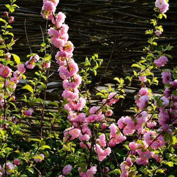Pink Flowering Almond - Image 2