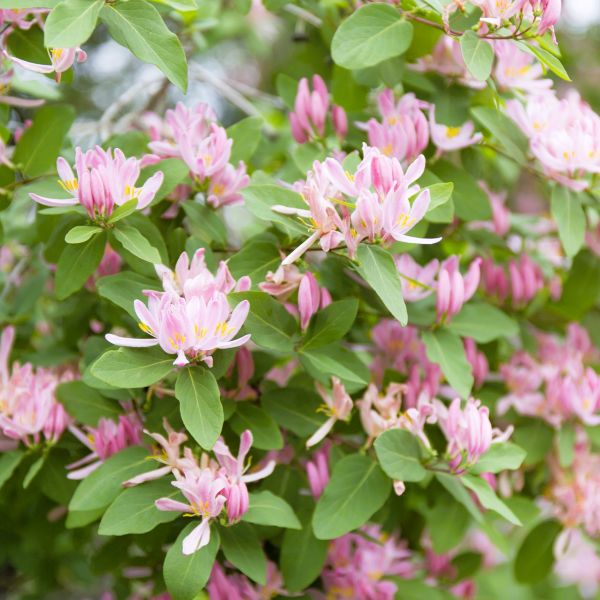 Pink Tatarian Honeysuckle