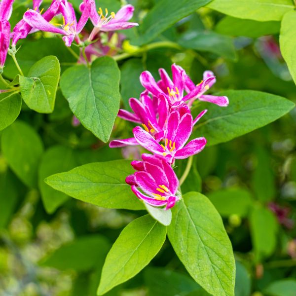 Pink Tatarian Honeysuckle - Image 2