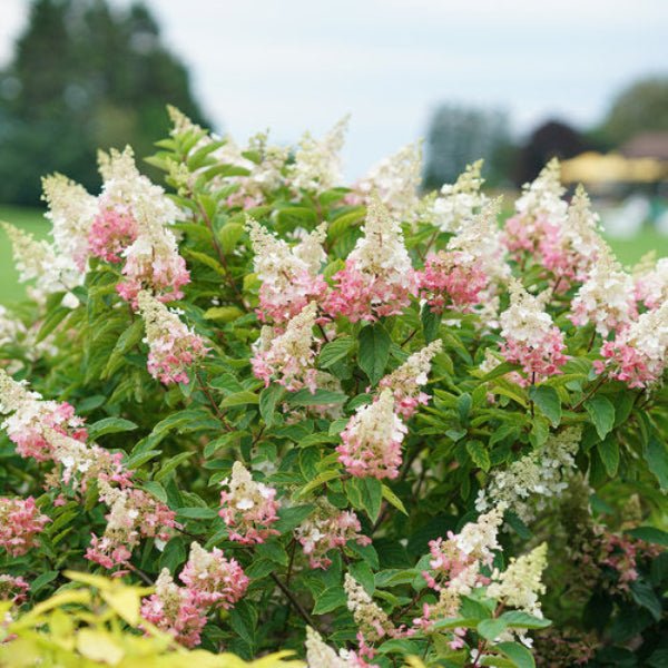 Pinky Winky Hydrangea - Image 3