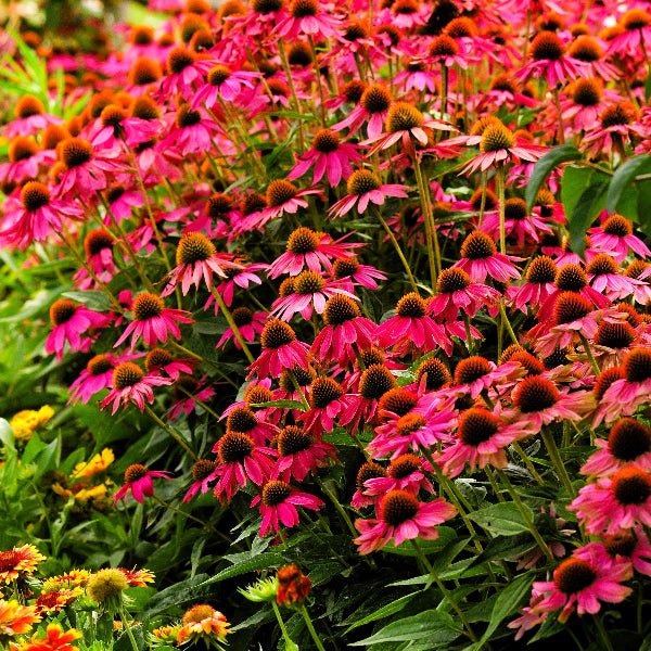 Pow Wow Wild Berry Coneflower - Image 3