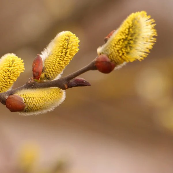 Pussy Willow