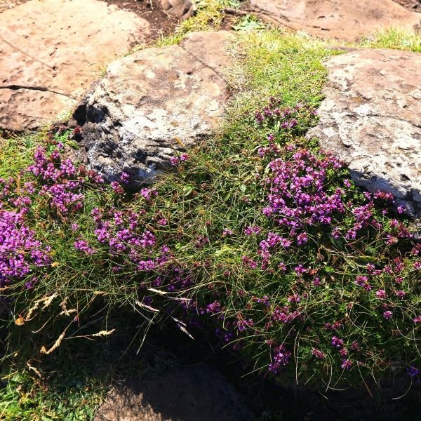 Red Creeping Thyme - Image 3