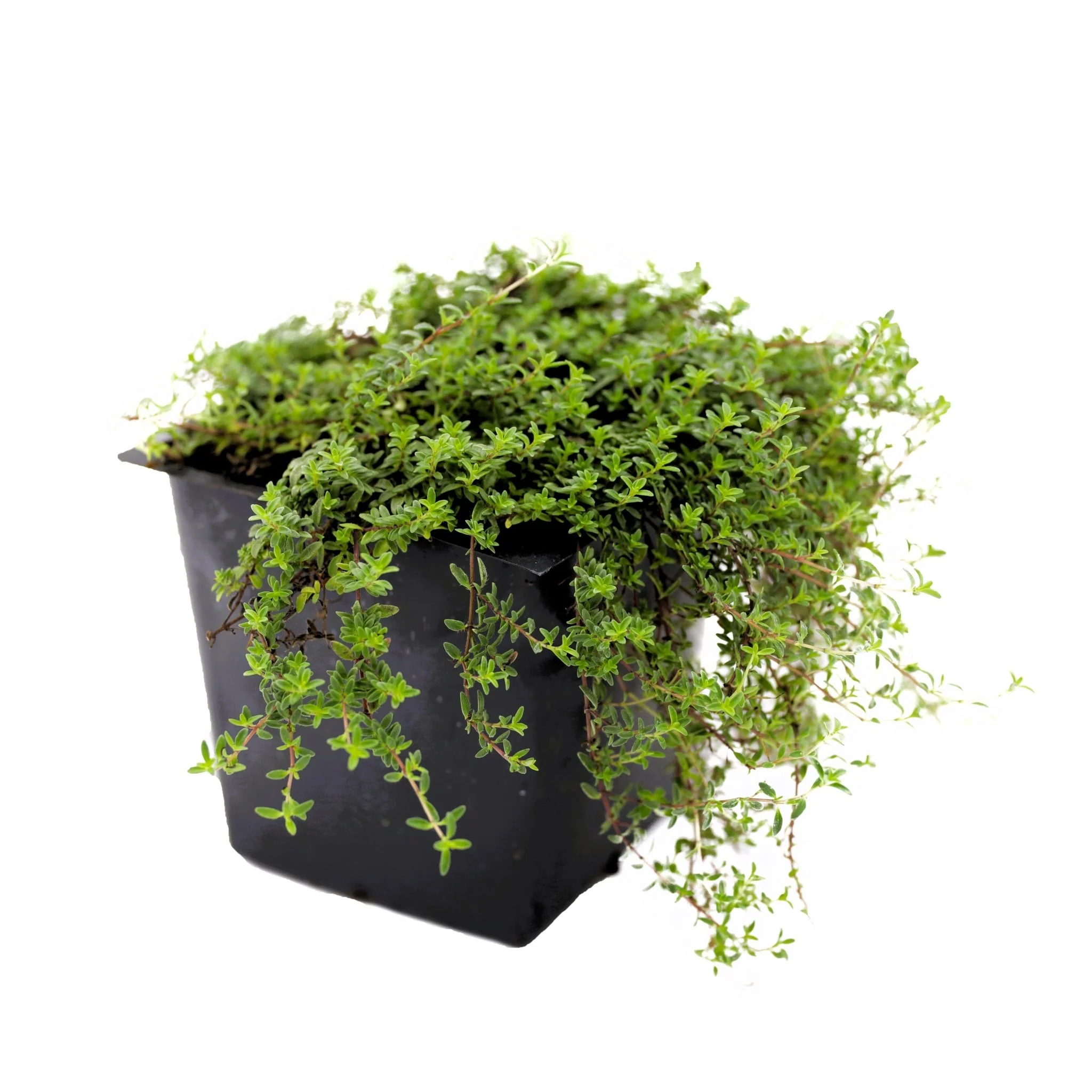 Red Creeping Thyme - Image 4