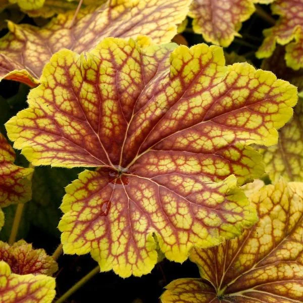 Red Lightning Heuchera