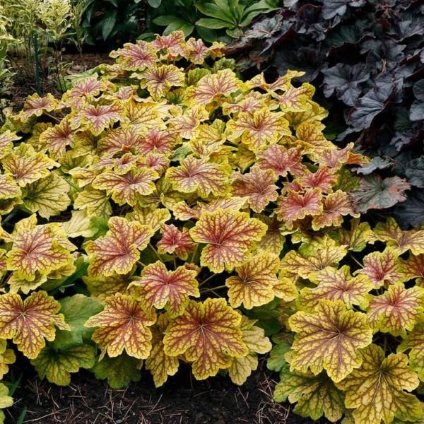 Red Lightning Heuchera - Image 2