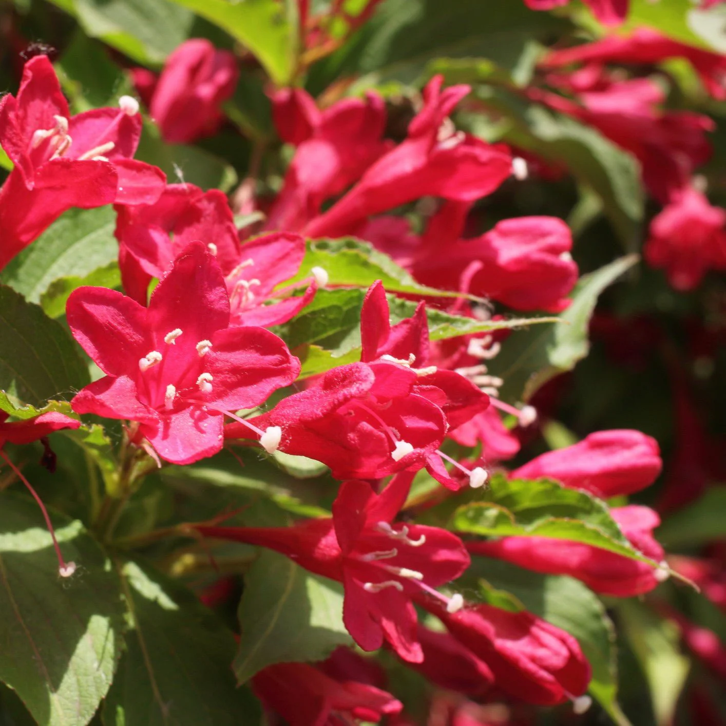 Red Weigela florida