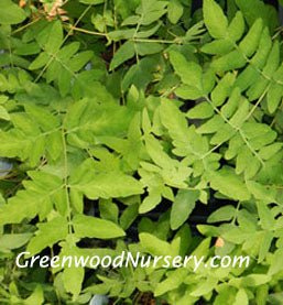 Royal Ferns