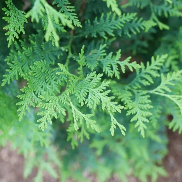 Sasquatch Thuja occidentalis Thuja™ - Image 4