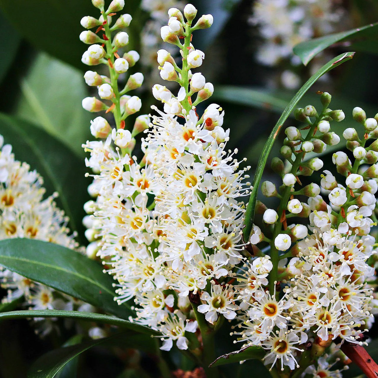 Skip Cherry Laurel - Image 2