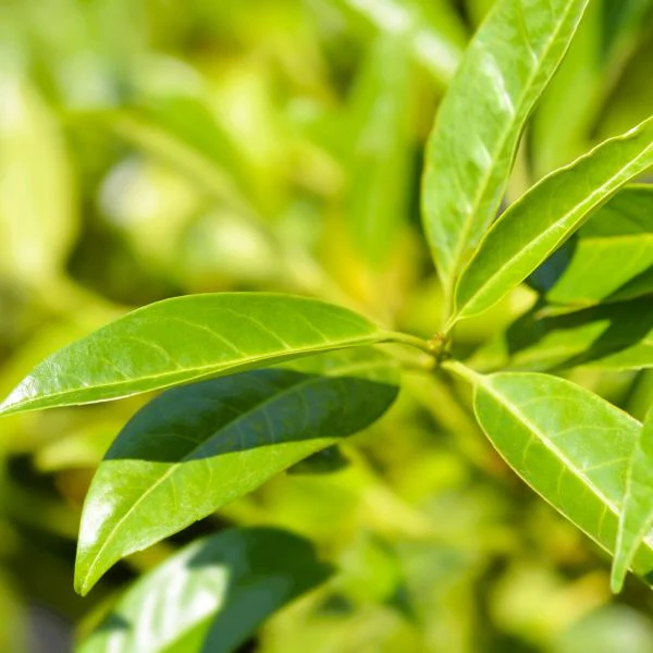 Skip Cherry Laurel - Image 3