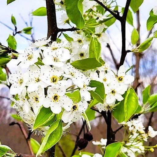 Serviceberry Shrubs BareRoot