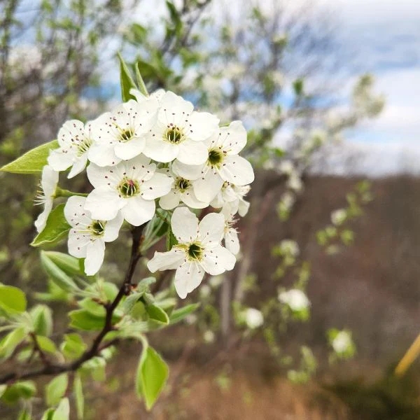 Serviceberry Shrubs BareRoot - Image 2