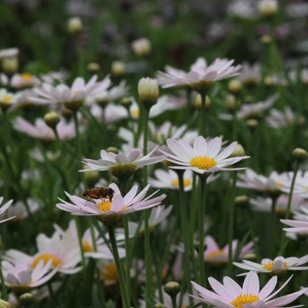Shasta Daisy Becky