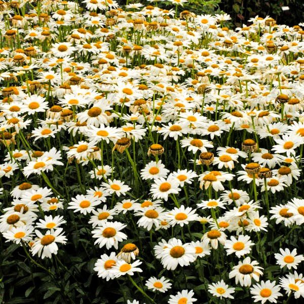 Shasta Daisy Becky - Image 2