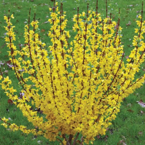 Show Off Forsythia Bushes - Image 3