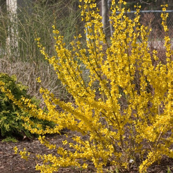 Show Off Forsythia Bushes - Image 4