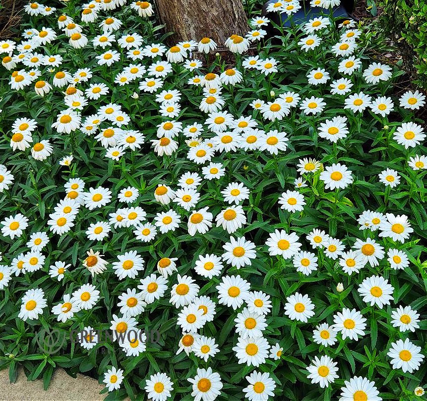 Snowcap Shasta Daisy