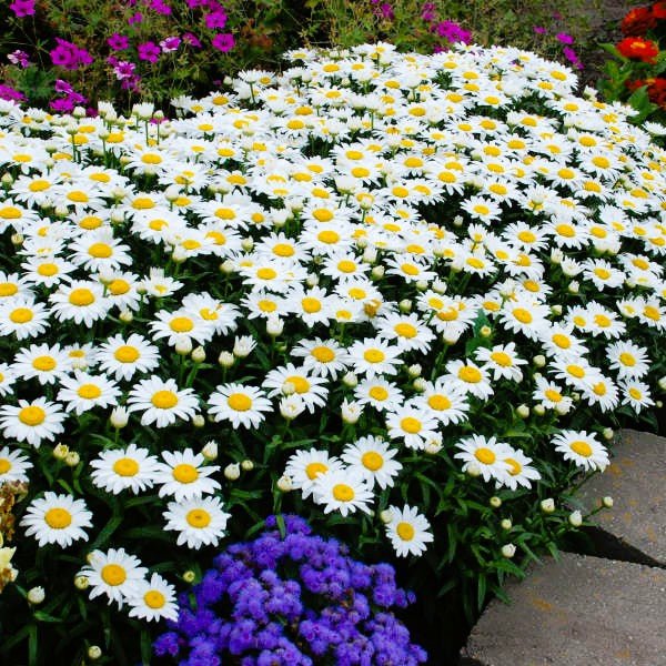 Snowcap Shasta Daisy - Image 2
