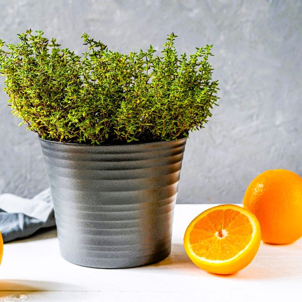Thyme Spicy Orange