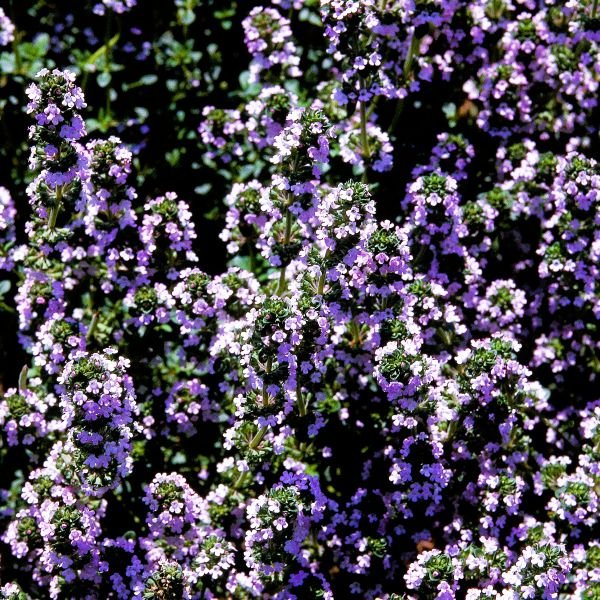 Thyme Spicy Orange - Image 2