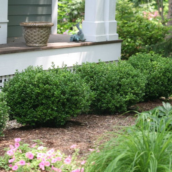 Sprinter Boxwood - Image 3