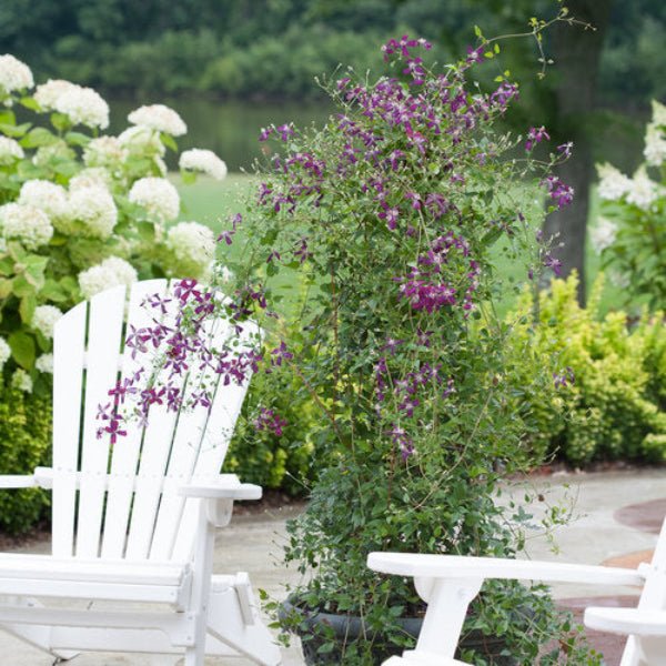 Sweet Summer Love Clematis - Image 3