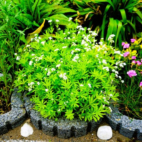 Sweet Woodruff | Galium odoratum - Image 3