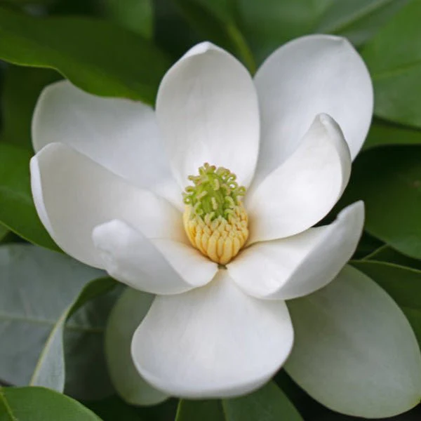 Sweetbay Magnolia Tree