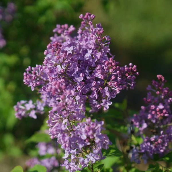 Syringa Scentara Pura | Fragrant Lilac - Image 3