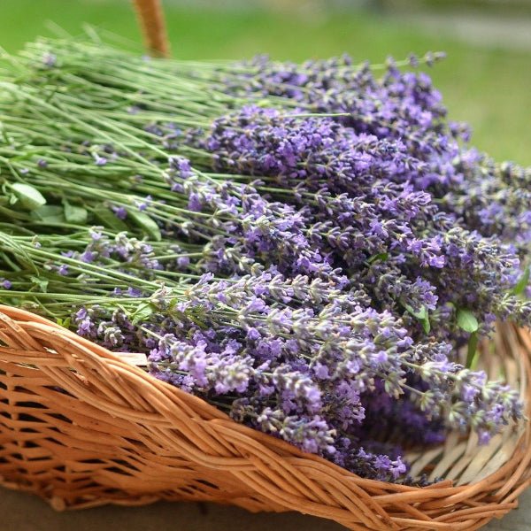 Vera Lavender