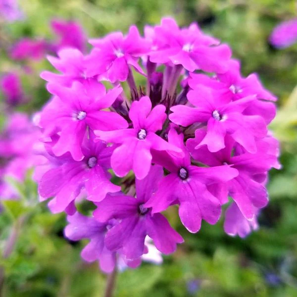 Verbena Homestead Purple