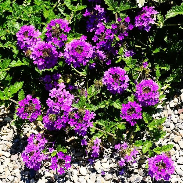 Verbena Homestead Purple - Image 2