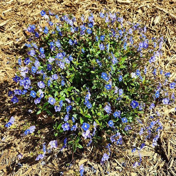 Veronica Georgia Blue