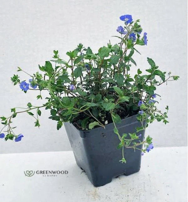 Veronica Georgia Blue - Image 3