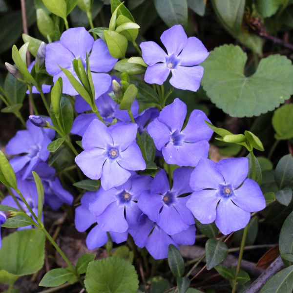Vinca minor