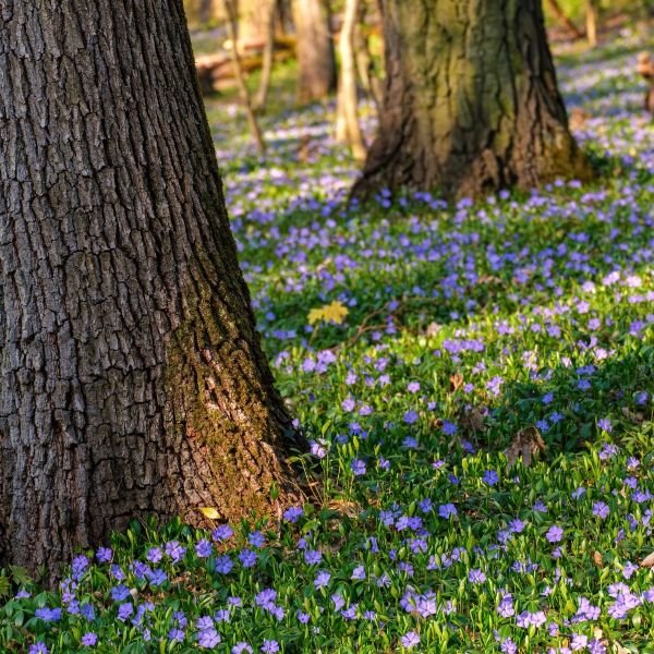 Vinca minor - Image 2