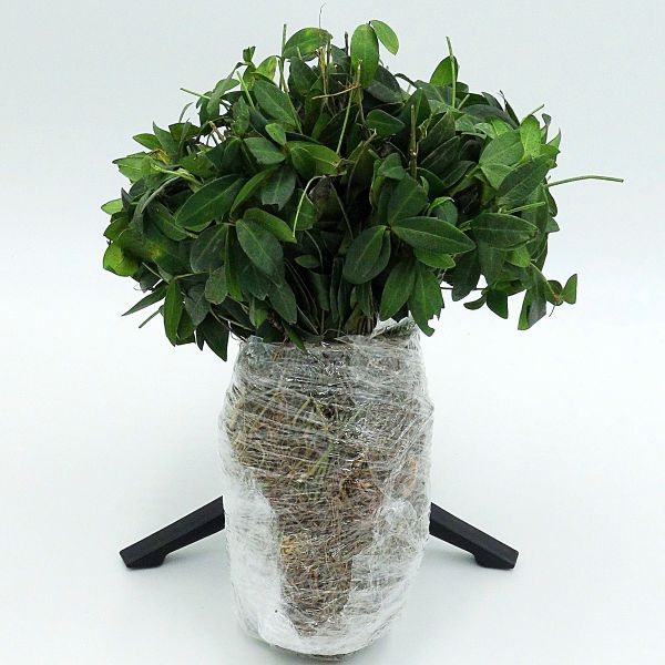 Vinca minor - Image 3