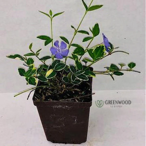 Vinca Minor 'Ralph Shugert' - Image 3