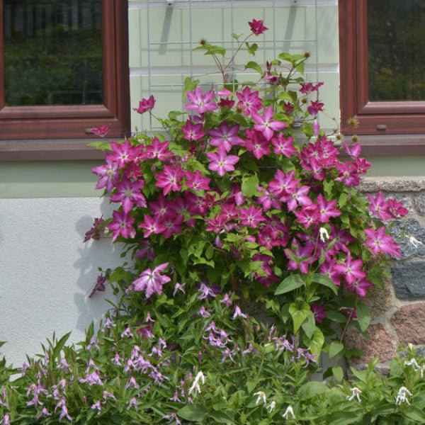 Viva Polonia Clematis - Image 3