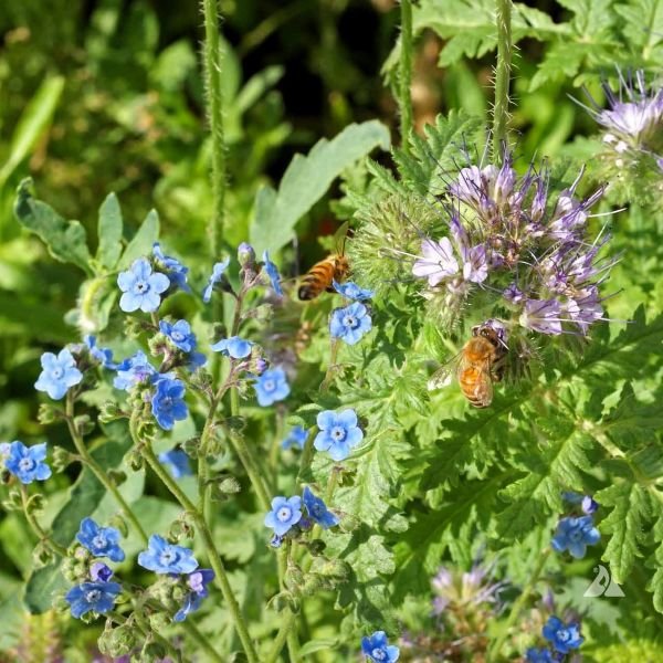 Bee Food Seed Blend - Image 3