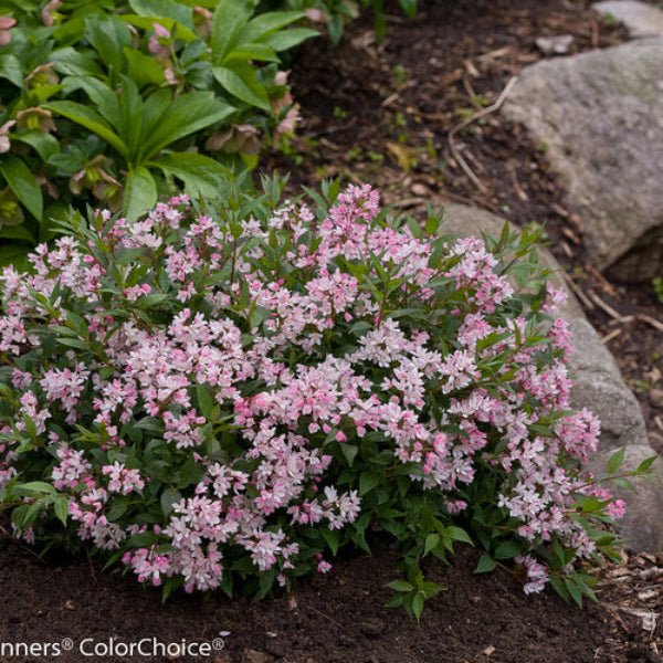 Yuki Cherry Blossom Deutzia - Image 3